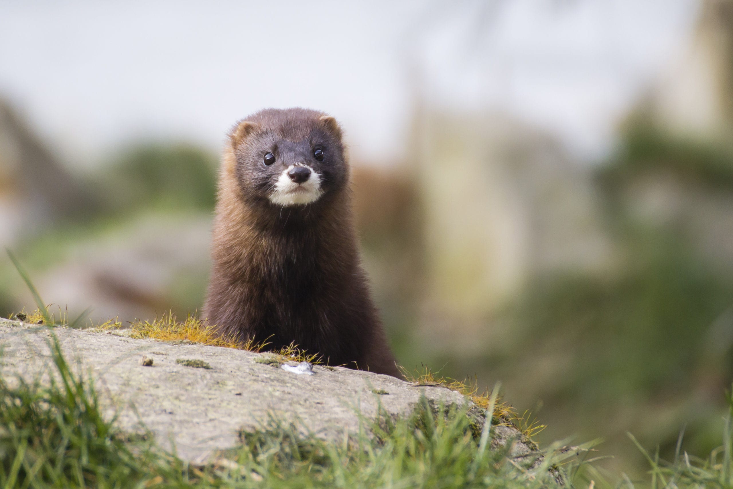 Mink study may be first to show coronavirus can spread from animals to humans – Study Finds