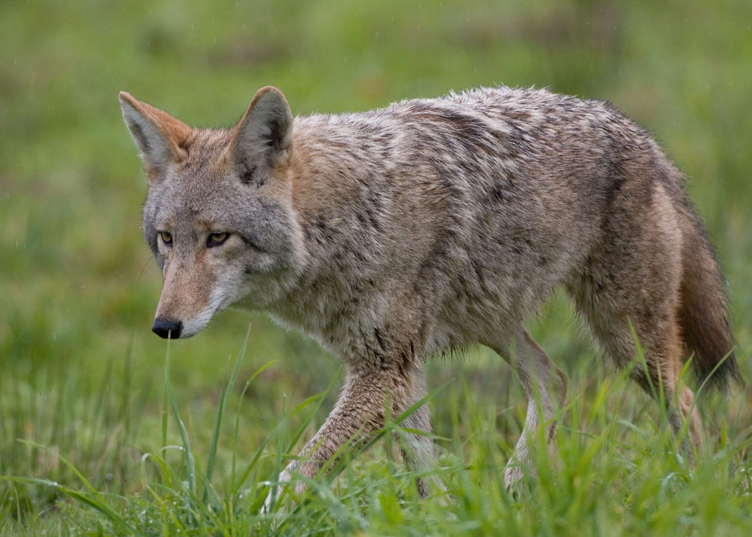 Rockville: Coyote that attacked 2 women, 1 boy was rabid – WTOP