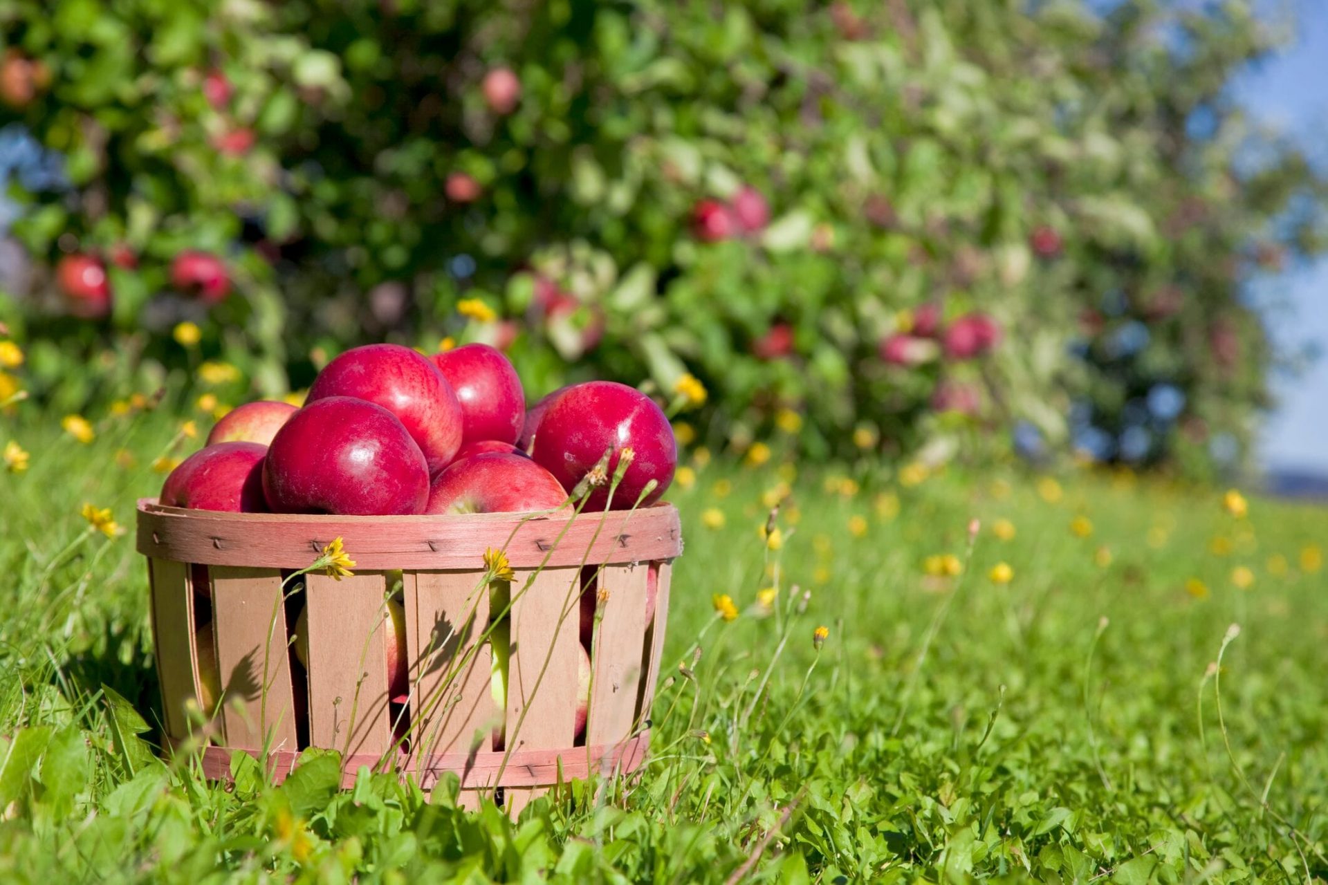 Coronavirus outbreak at Vermont apple orchard sickens dozens of migrant workers – Fox News